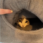 Foster Cat's Five-Day Hideout Ends in Heartwarming Feline Friendship