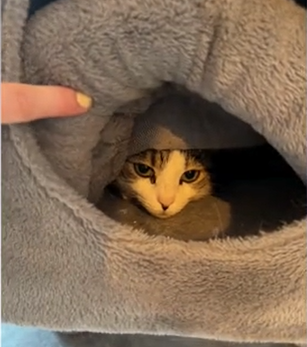 Foster Cat's Five-Day Hideout Ends in Heartwarming Feline Friendship