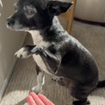 Genius Chihuahua Taco Redefines Treat-Earning with Bare Minimum Brilliance in Latest Viral Hit