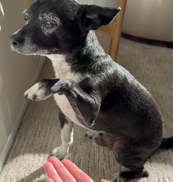 Genius Chihuahua Taco Redefines Treat-Earning with Bare Minimum Brilliance in Latest Viral Hit