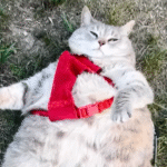 Bertha the Cat Drops from 30 Pounds to 9, Regaining Joyful Mobility After Years of Struggle