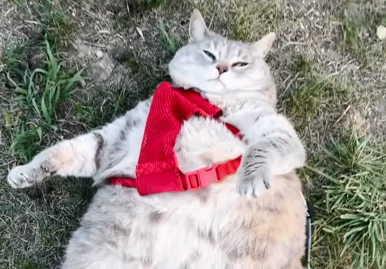 Bertha the Cat Drops from 30 Pounds to 9, Regaining Joyful Mobility After Years of Struggle