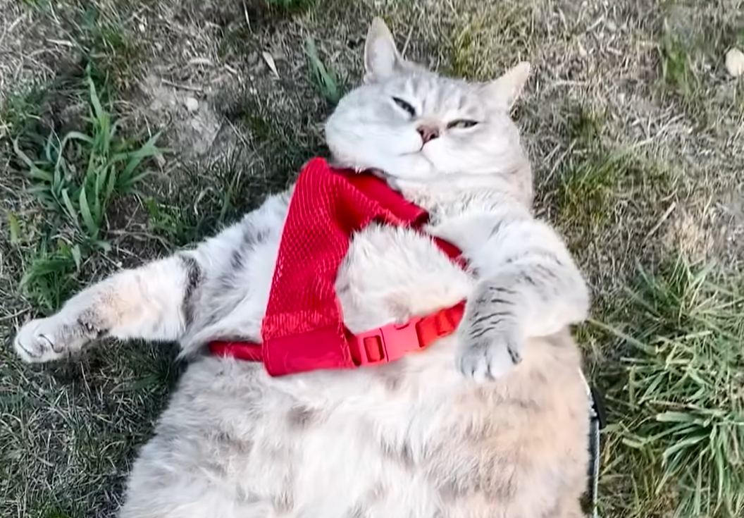 Bertha the Cat Drops from 30 Pounds to 9, Regaining Joyful Mobility After Years of Struggle
