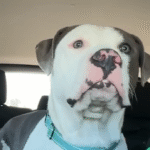 Tripod Pit Bull Moose's Instant Love Conquers All in Heartwarming Foster Fail