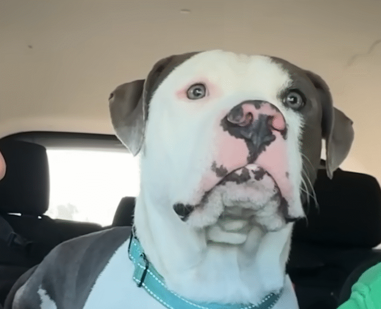 Tripod Pit Bull Moose's Instant Love Conquers All in Heartwarming Foster Fail