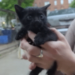 Brooklyn's Flatbush Cats Turn the Tide on Stray Kittens, One Block at a Time