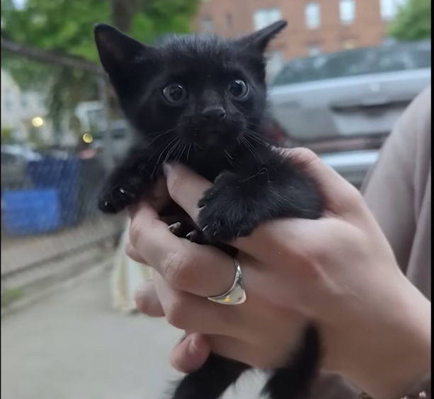 Brooklyn's Flatbush Cats Turn the Tide on Stray Kittens, One Block at a Time
