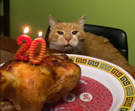 Senior Cat's Rotisserie Chicken 'Cake' Ignites Viral 20th Birthday Celebration