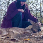 Heartwarming Rescue: Young Deer Freed from Roadside Fence After Daring Wildlife Aid Operation