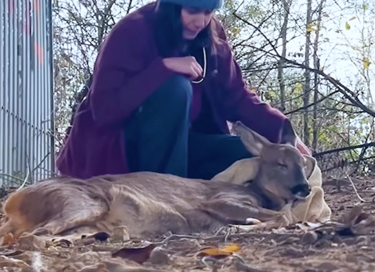 Heartwarming Rescue: Young Deer Freed from Roadside Fence After Daring Wildlife Aid Operation