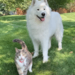 Huge Fluffy Samoyed's Lifelong Cat Obsession Culminates in Perfect Adoption