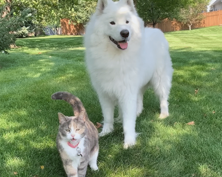 Huge Fluffy Samoyed's Lifelong Cat Obsession Culminates in Perfect Adoption