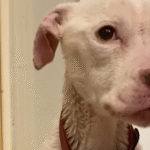 Skinny Pit Bull Daenerys Won't Let Go of Her Toys During Stunning Recovery