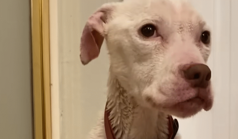 Skinny Pit Bull Daenerys Won't Let Go of Her Toys During Stunning Recovery