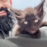 From Shy Stray Crying for Food to Wrestling Champion: Kitten's Remarkable Turnaround at The Yass House