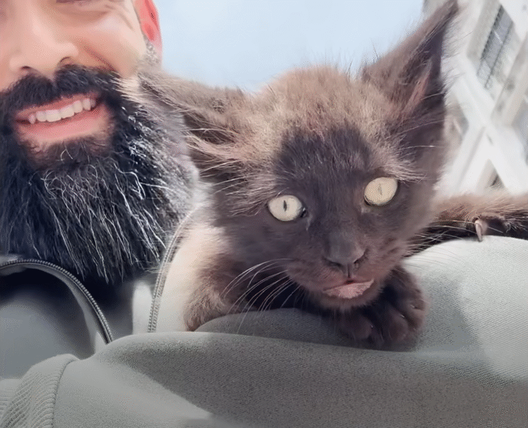 From Shy Stray Crying for Food to Wrestling Champion: Kitten's Remarkable Turnaround at The Yass House