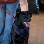 Senior Dog Teddy Finds Forever Home After Nearly a Year in Shelter Thanks to Viral Story