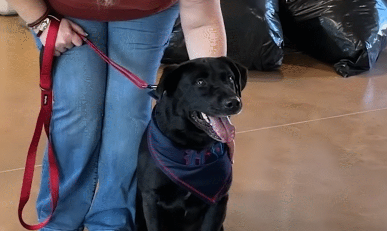 Senior Dog Teddy Finds Forever Home After Nearly a Year in Shelter Thanks to Viral Story