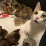 Pregnant Stray Cat Maggie Shocks Foster Mom with Litter of Nine Kittens