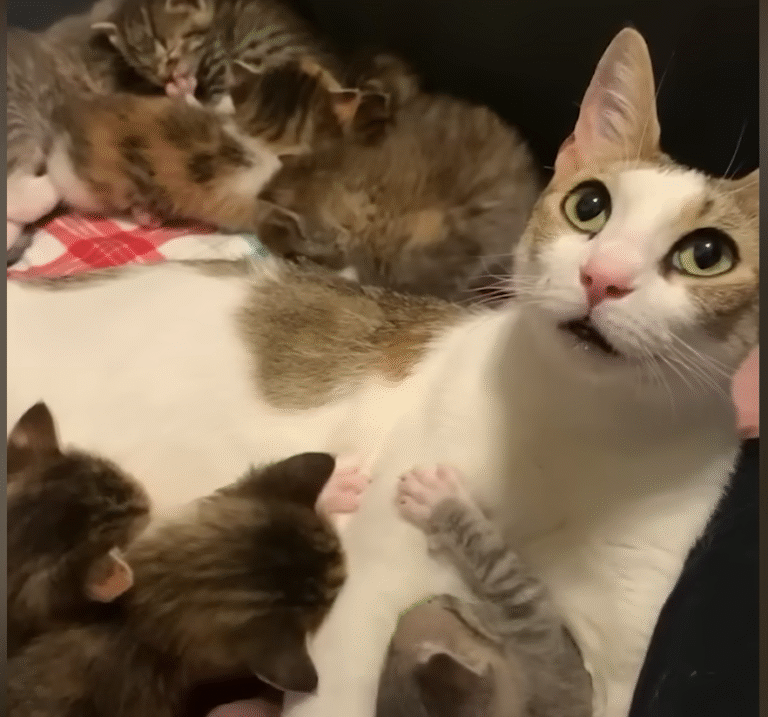 Pregnant Stray Cat Maggie Shocks Foster Mom with Litter of Nine Kittens