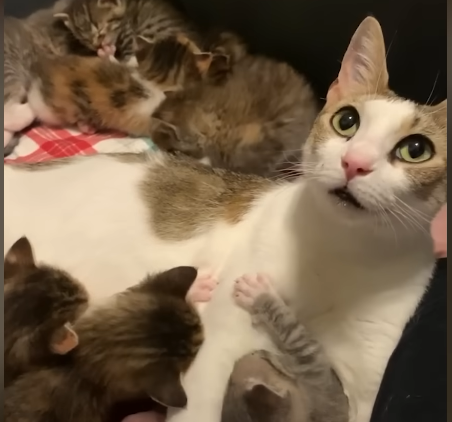 Pregnant Stray Cat Maggie Shocks Foster Mom with Litter of Nine Kittens