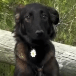 Timid Rescue Dog Overcomes Paralyzing Fears Thanks to Loyal Canine Companion