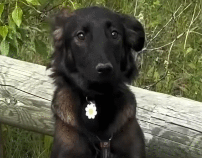 Timid Rescue Dog Overcomes Paralyzing Fears Thanks to Loyal Canine Companion