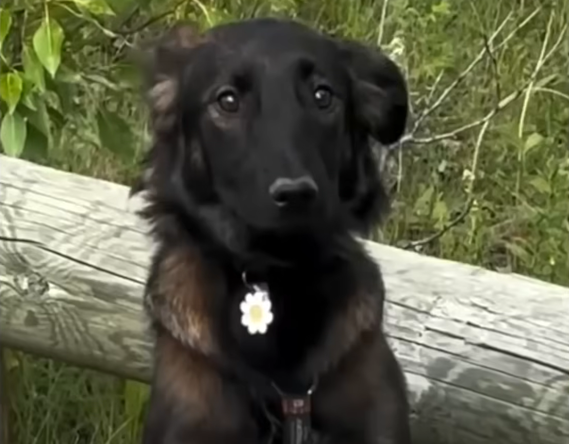 Timid Rescue Dog Overcomes Paralyzing Fears Thanks to Loyal Canine Companion