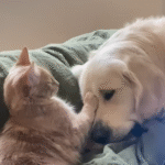 Blind Golden Retriever Daredevil Finds Unlikely Guides in His Four Rescue Cats