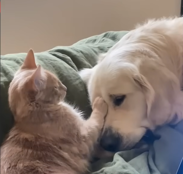 Blind Golden Retriever Daredevil Finds Unlikely Guides in His Four Rescue Cats