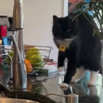 Kitten's Sudden Limp Sparks Owner's Panic—Then Uncontrollable Laughter