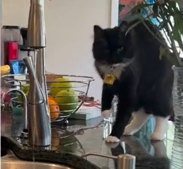 Kitten's Sudden Limp Sparks Owner's Panic—Then Uncontrollable Laughter