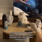 The Heartbreaking Yet Hilarious Cat Snub That Captured Millions Online