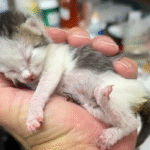 Teeny Tiny Kitten Chickpea Discovers Ultimate Safe Haven in Rescuer's Hands