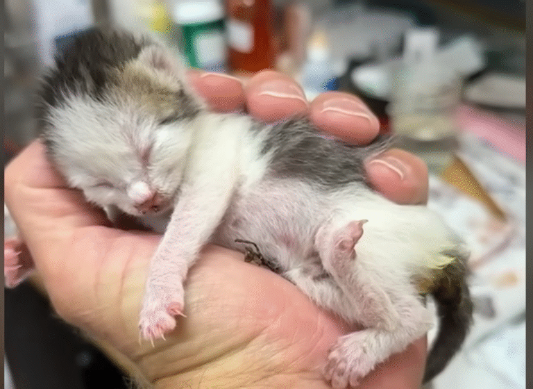 Teeny Tiny Kitten Chickpea Discovers Ultimate Safe Haven in Rescuer's Hands