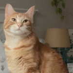 Shy Rescue Cat Ginger Chooses One Human for Unwavering Affection