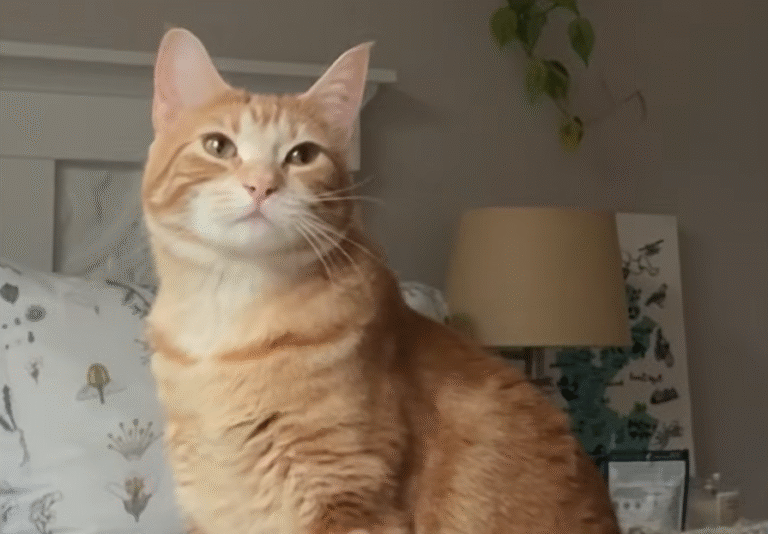 Shy Rescue Cat Ginger Chooses One Human for Unwavering Affection