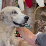 Terrified Houston Street Dog Discovers Safety and Trust for the First Time