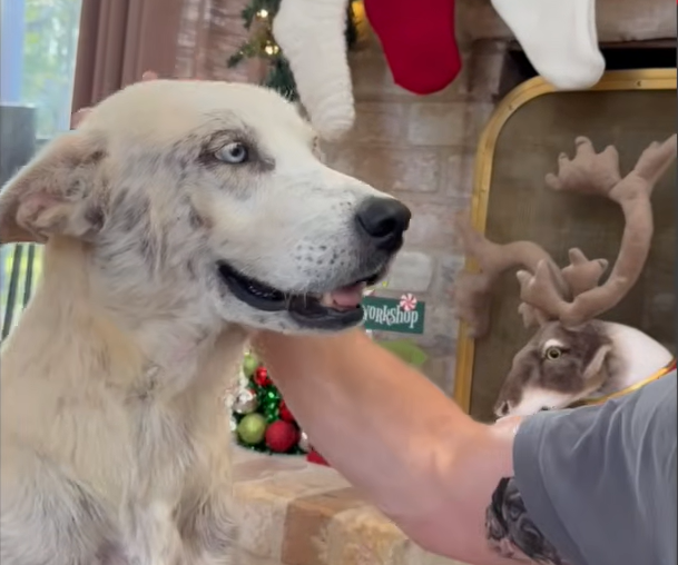 Terrified Houston Street Dog Discovers Safety and Trust for the First Time