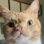 Judgmental Cat Smush Captivates the Internet with Her Unapologetic Stare