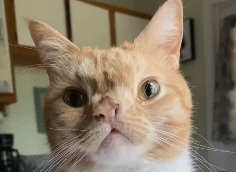 Judgmental Cat Smush Captivates the Internet with Her Unapologetic Stare