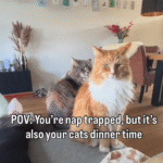 ‘Nap Trapped’ Dutch Mom’s Peaceful Moment Hijacked by Cats’ Dinner Demands