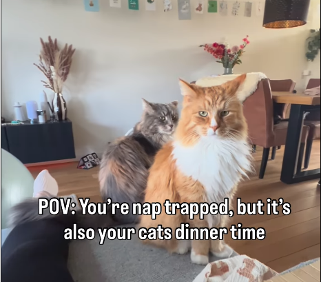 ‘Nap Trapped’ Dutch Mom’s Peaceful Moment Hijacked by Cats’ Dinner Demands
