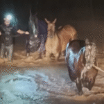 Hawaiian Horse Trainers Dive into Floodwaters to Save 15 Terrified Animals