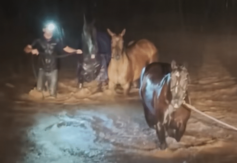 Hawaiian Horse Trainers Dive into Floodwaters to Save 15 Terrified Animals