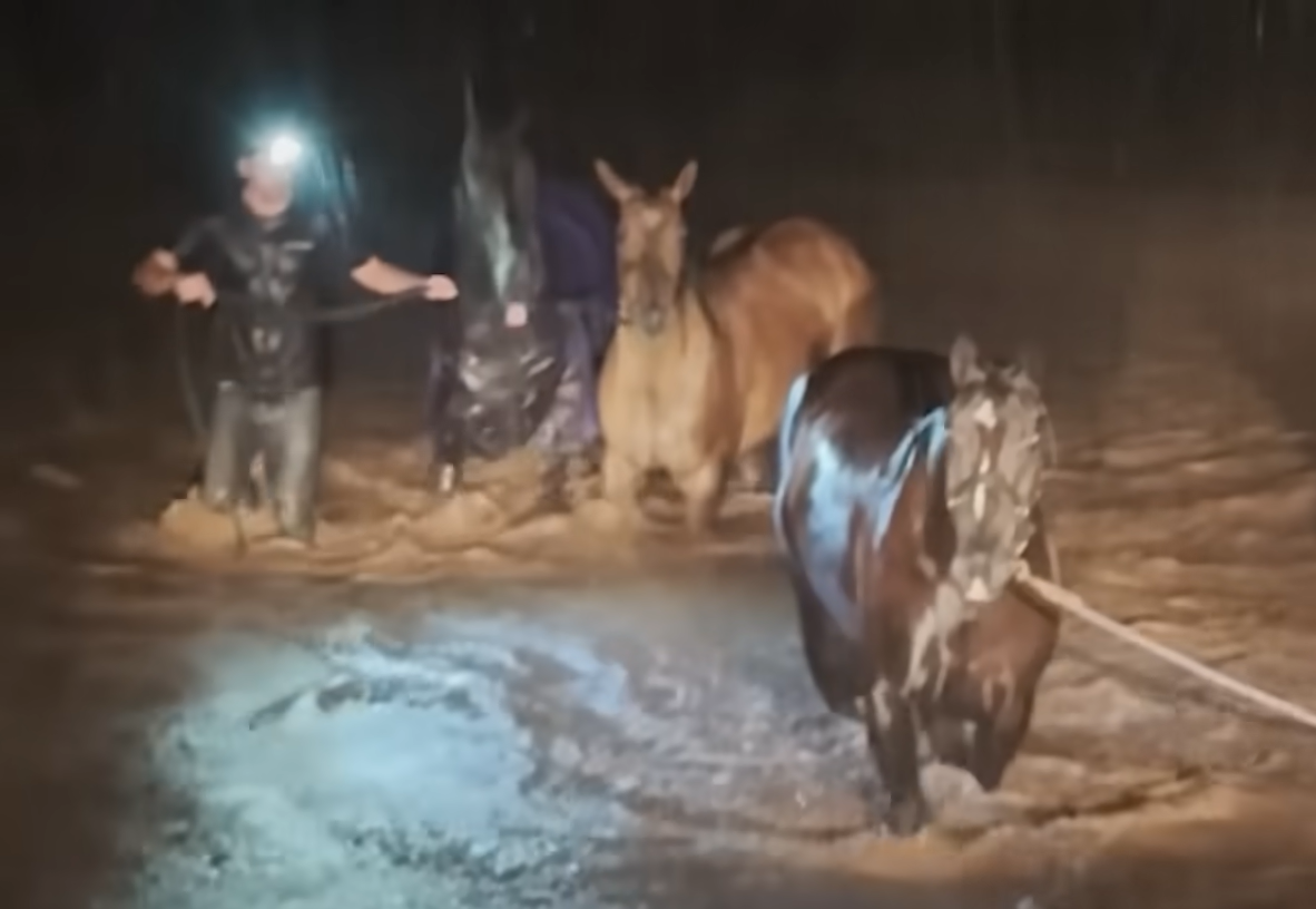 Hawaiian Horse Trainers Dive into Floodwaters to Save 15 Terrified Animals