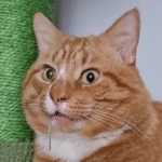 Chops the Cat: No Einstein, But His Stunning Looks Conquer Social Media