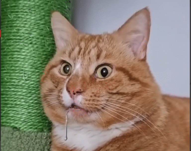 Chops the Cat: No Einstein, But His Stunning Looks Conquer Social Media