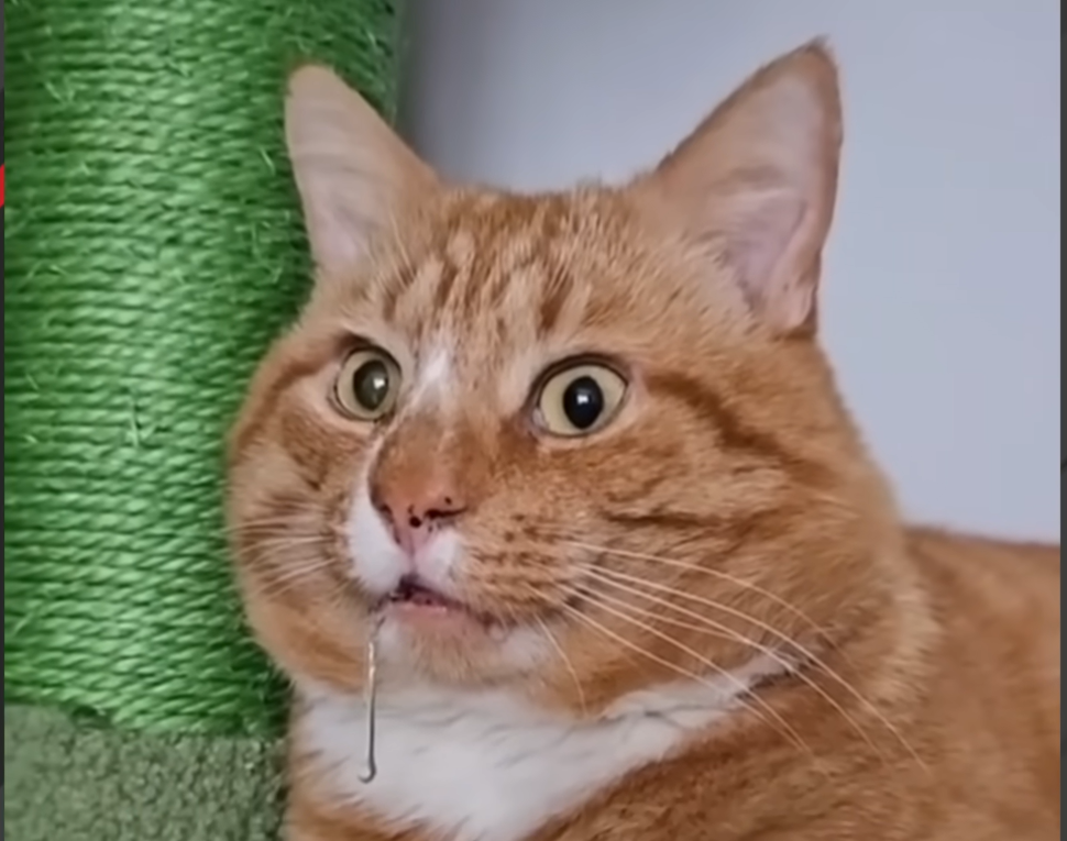 Chops the Cat: No Einstein, But His Stunning Looks Conquer Social Media
