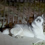 Neighborhood Bands Together for Dramatic Rescue of Husky Abandoned After Family's ICE Detention